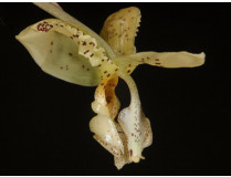 Stanhopea deltoidea