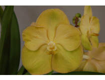 Vanda Lemon Gold