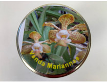 Vanda Mariannae (im sterilen Glas)
