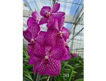 Vanda Straight Flush (in Blüte/Knospe)