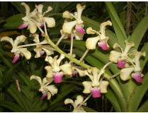 Vanda ustii