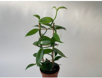 Vanilla planifolia 'variegata' (Rankegitter)