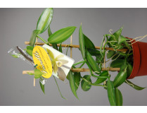 Vanilla planifolia 'variegata' (Rankegitter) 2