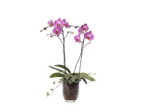 Phalaenopsis Hybride in Glasvase