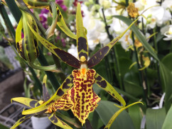 - - | Orchideen-Wichmann Pflanzschalen Gefäße Zubehör