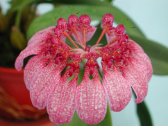 Bulbophyllum eberhardtii