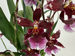 Burrageara Barrocco Red (3-4 Rispen)