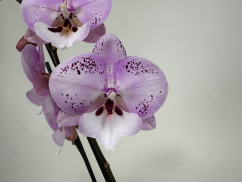 Phalaenopsis Spotted World 'Kizz' (2 Rispen)