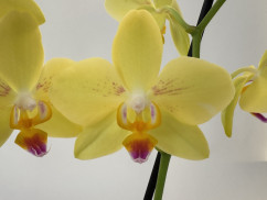 Phalaenopsis Inti Sun (2 Rispen)