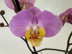 Phalaenopsis Honey Comb (2 Rispen)