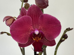 Phalaenopsis Dragon Heart (2 Rispen)