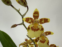Colmanara Honey Bee (2 Rispen)