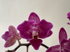 Phalaenopsis Hornglin Vicky variegata 'Peloric' (3-4 Rispen)