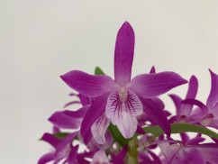 Dendrobium Rainbow 'Dance' (Jgpfl., frisch getopft)