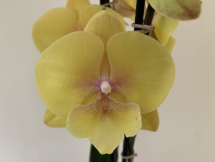 Phalaenopsis Gloria 'Big Lip' (2 Rispen)