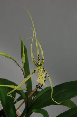 Brassia maculata