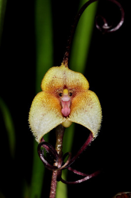 Dracula citrina (im Orchitop)