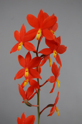 Encyclia vitellina