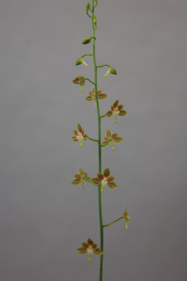 Eulophia gracilis