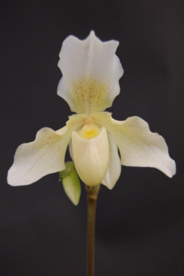 Paphiopedilum Phips (1 Blütenstiel)