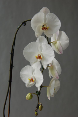 Phalaenopsis Elegant 'Cascade' (2 Rispen)