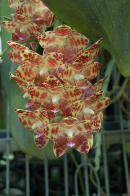 Phalaenopsis gigantea (blühstark)