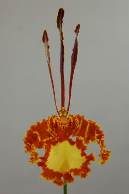 Psychopsis Mariposa 'Green Valley' (blühstark, nicht in Knospe / Blüte)