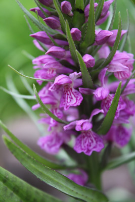 Dactylorhiza praetermissa