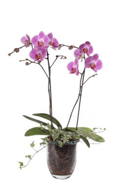 Phalaenopsis Hybride in Glasvase