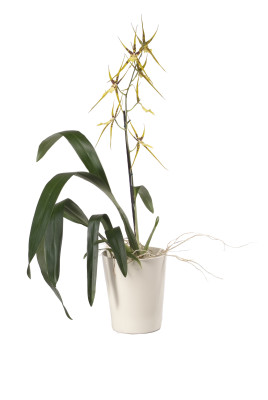 Brassia Hybride, 1 Rispe (inkl. Übertopf)