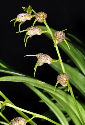 Masdevallia abbreviata