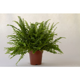 Nephrolepis exaltata