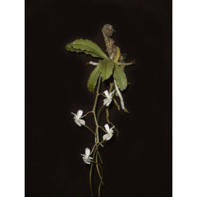 Aerangis verdickii
