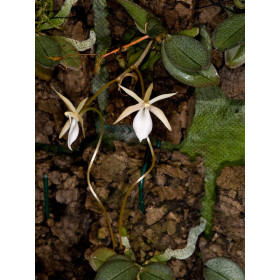 Aerangis punctata 