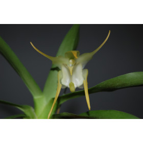 Aeranthes grandiflora (Jgpfl.)