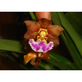 Vanda flabellata (Jgpfl.)