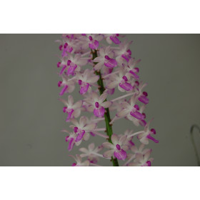 Aerides mitrata (in Knospe/Blüte)