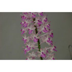 Aerides mitrata