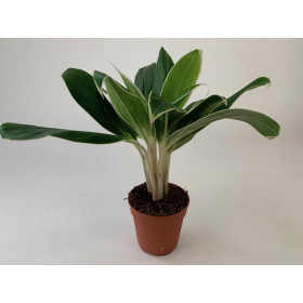 Aglaonema 'FLN011'