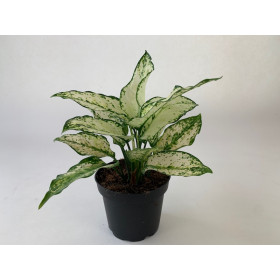 Aglaonema Tropic Colour 'White Kiwi'