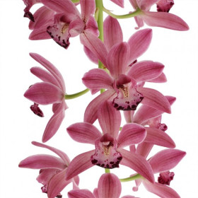 Cymbidium Cascade 'Anisa' (2-3 Rispenansätze)