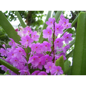 Ascocentrum ampullaceum (Importpflanze)