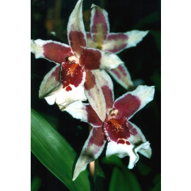 Beallara Tahoma Glacier 'Green' (Jungpfl.)