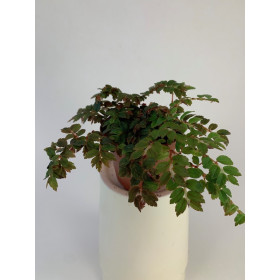 Begonia foliosa miniata