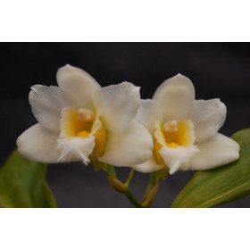 Bifrenaria harrisoniae 'alba'