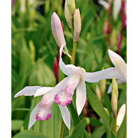 Bletilla striata 'kuchibeni' (frisch ausgetrieben)