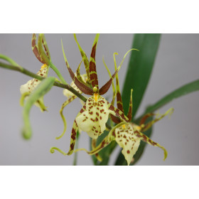 Brassia Eternal Wind 'Summer Dream' (Jgpfl.)