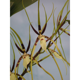 Brassia Rex