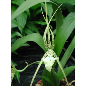 Brassia verrucosa