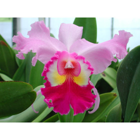 Brassolaeliocattleya Wichmanns Liebling